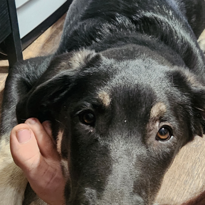 MihaelJkeehl's avatar