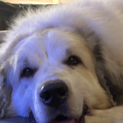 nick_perugin's avatar