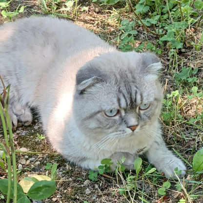 BulutunDedesiKQ's avatar