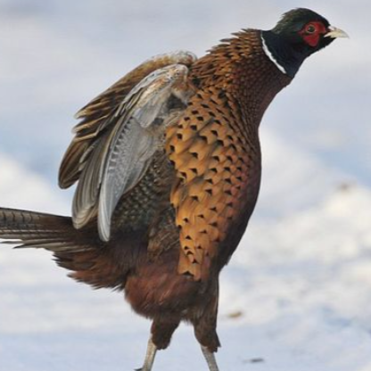 Swank_Pheasant's avatar