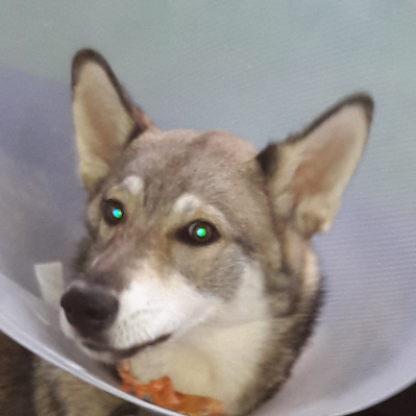 didierv12161's avatar