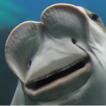 StingrayDuQ's avatar