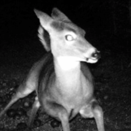 Ancient_Rasppil's avatar