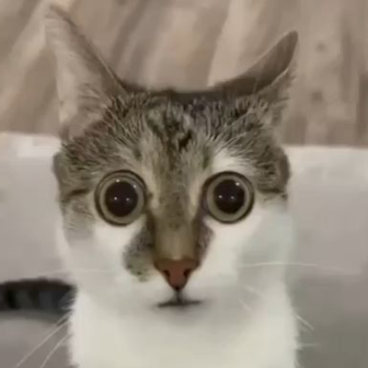 Poncheezied's avatar