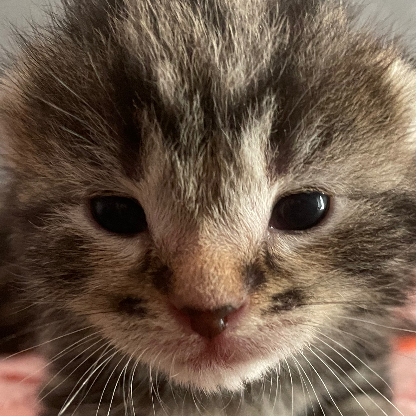 Mini_Will2502's avatar