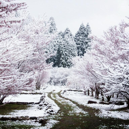 cherrypetalsnow's avatar