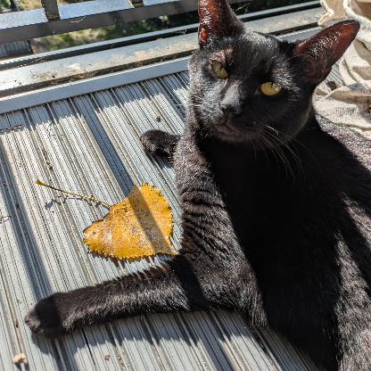 BossaNovaIV's avatar