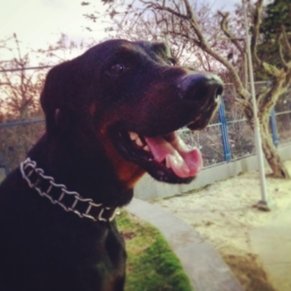 Doberman_22Mar15's avatar