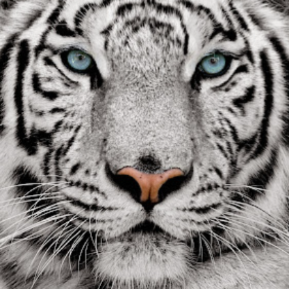 Fractalwave's avatar