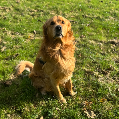 chloebalfour12's avatar