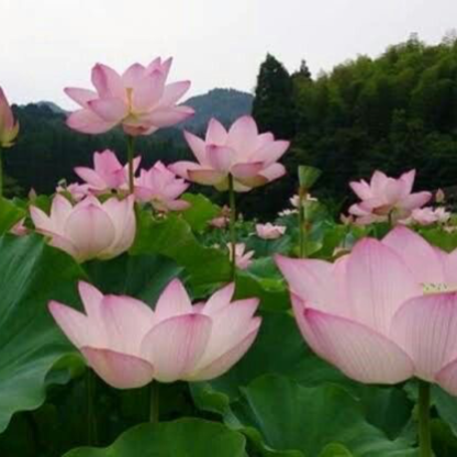 jadorejairo's avatar