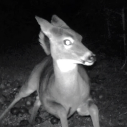 Ancient_Rasppil's avatar