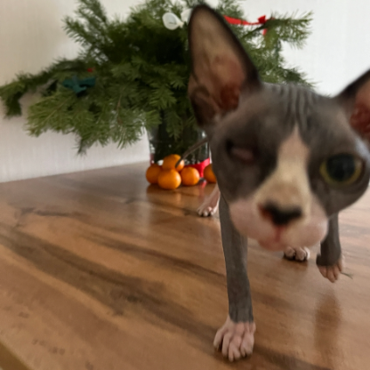 lll___iCat___lll's avatar