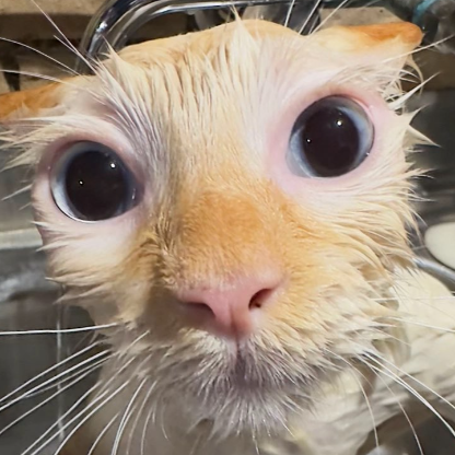 kikofixezito's avatar