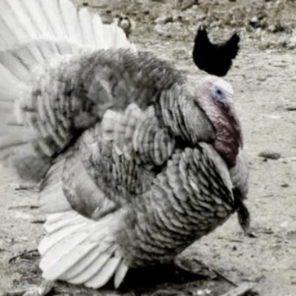 Ancient_Rasppil's avatar