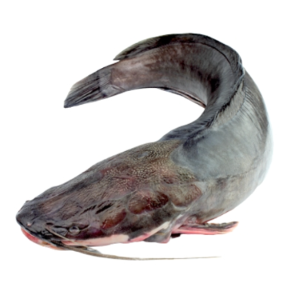 FreshSumovsky's avatar