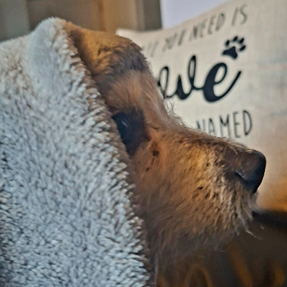 Bleeding_Rose_47's avatar