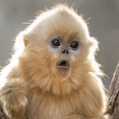 MisterTechnik11's avatar