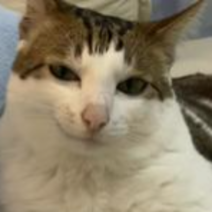 LordSnicka's avatar