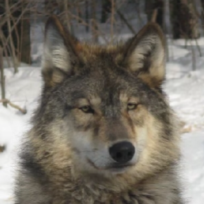 IntegrationCanis's avatar