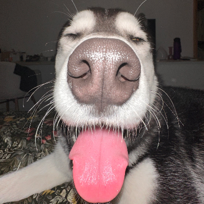 LauraZucchi's avatar