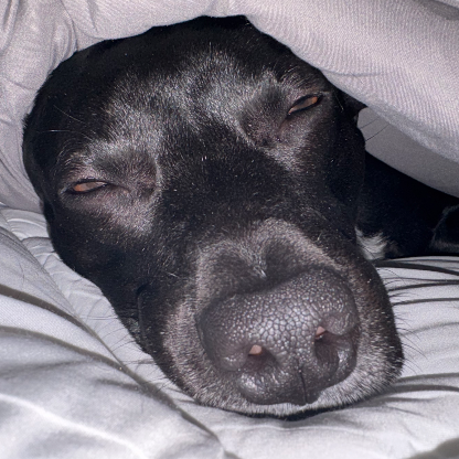 The_guy1972's avatar