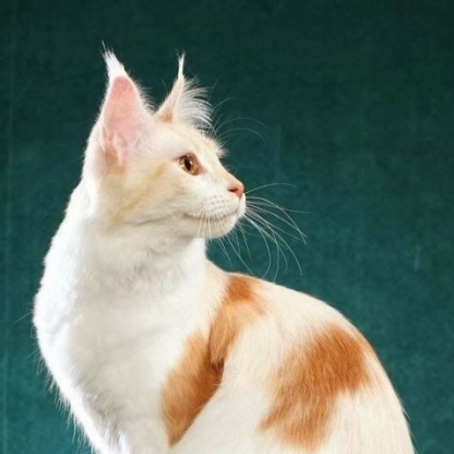 catloverplayer's avatar