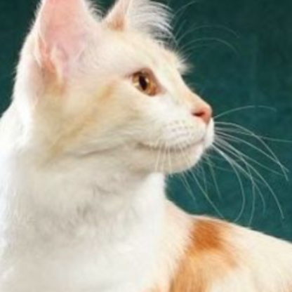 catloverplayer's avatar