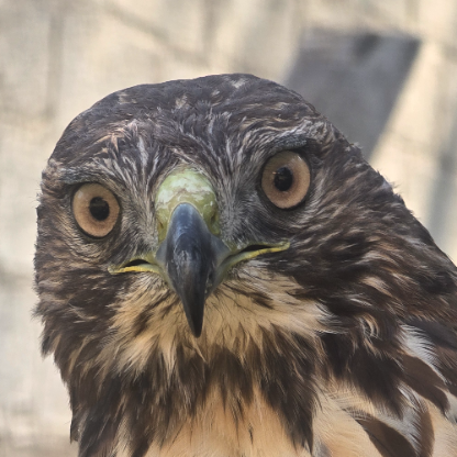 MexiCanMasterK9's avatar