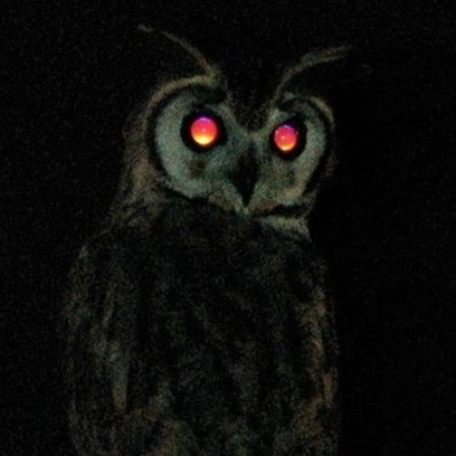 Laaaaniiiii's avatar