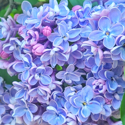 Adelaide_Astraea's avatar