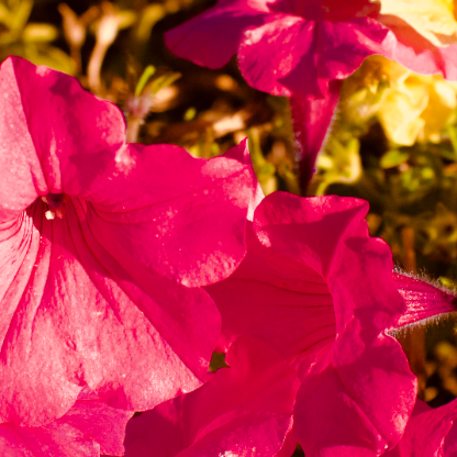 poggershehe's avatar