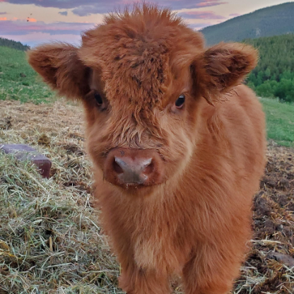 EmmahJoDeveau's avatar