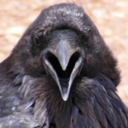 crowingwildly's avatar