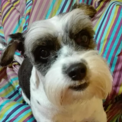 NachoAllBoys98's avatar