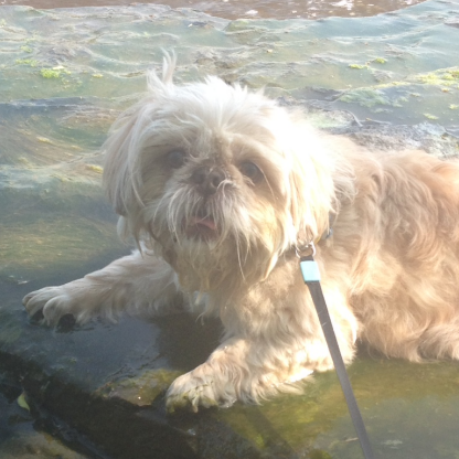 IrishFaerie's avatar