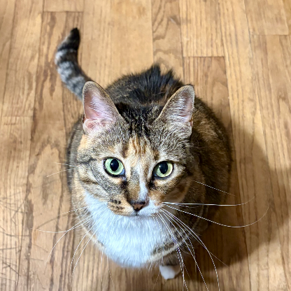 GarfieldPastaRat's avatar