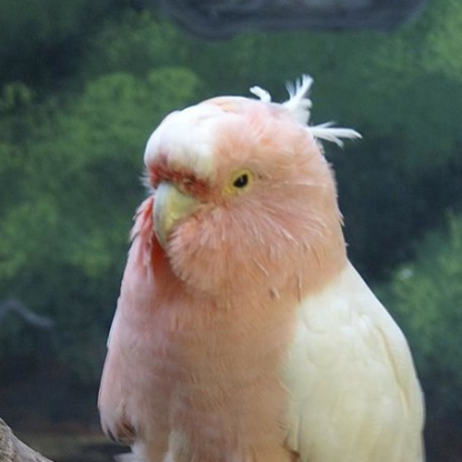 rws8halprqbs's avatar