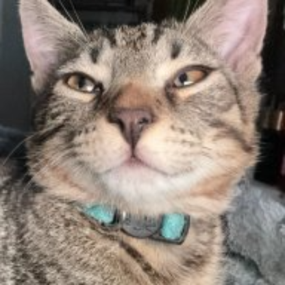 icorras's avatar