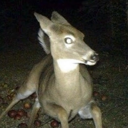 Ancient_Rasppil's avatar