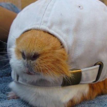 Webhamster_009's avatar