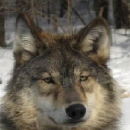 IntegrationCanis's avatar