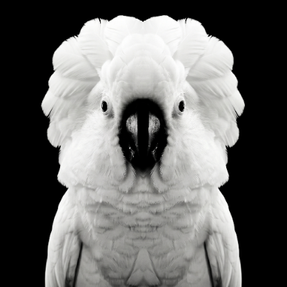 Ancient_Rasppil's avatar