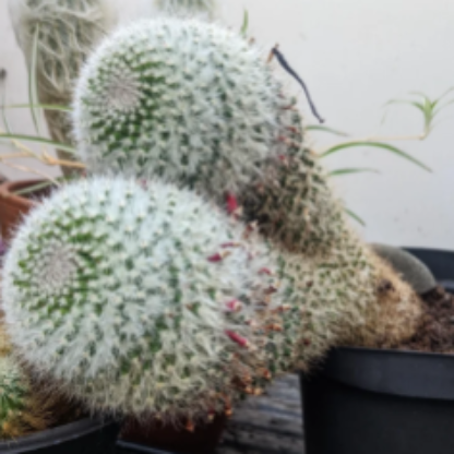 cactomeiabomba's avatar