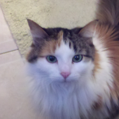 CovetCat's avatar