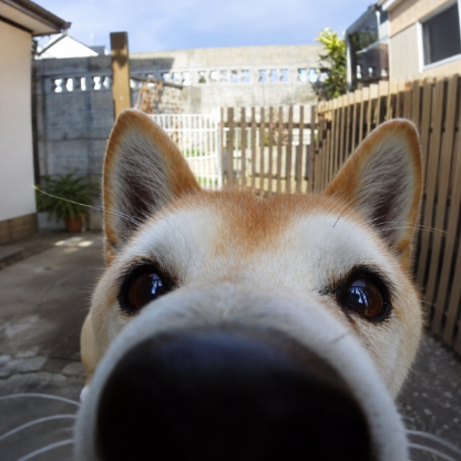 PuppyBrainedDog's avatar