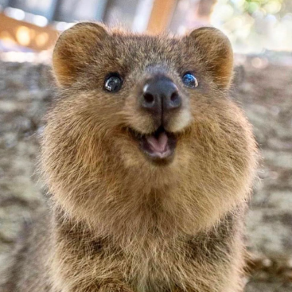 CorporalQuokka's avatar
