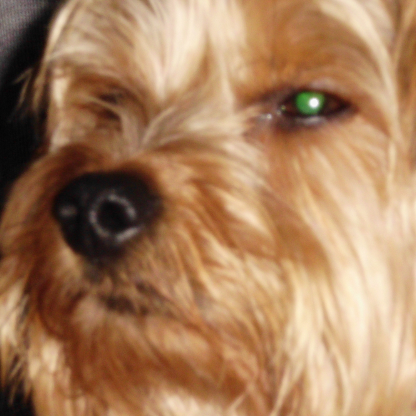 xNetko's avatar