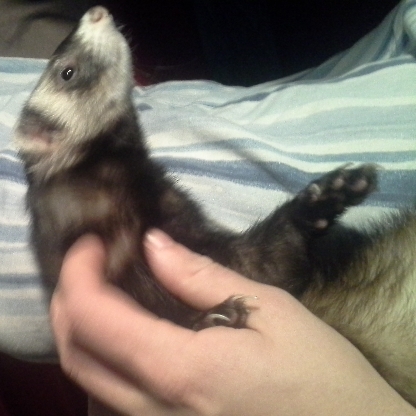 SpaceFerret42's avatar