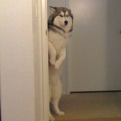 Marsupial24's avatar